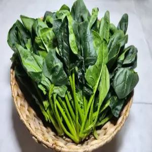 여름지나 맛좋은 시금치 800g 2세트 구매시 2kg 발송