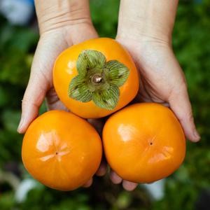 아삭하고 단단한 봉지단감 10kg 대용량