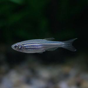 제브라 다니오 [10마리] 열대어 관상어 마리아쿠아