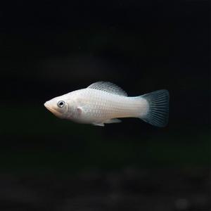 화이트 몰리 [5마리] 물고기 난태생 열대어 물고기 관상어 마리아쿠아