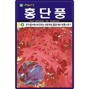 아람종묘 홍단풍 씨앗 100립 단풍나무 씨 수목 종자