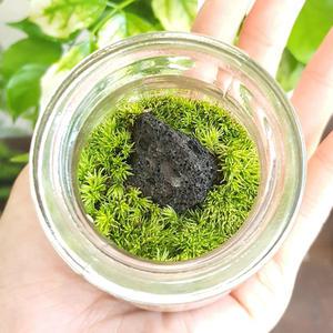 푸딩병 비단이끼 테라리움 키트(원예체험-초등 어린이 어르신)