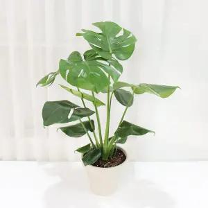 갑조네 몬스테라(대품) 개별배 송