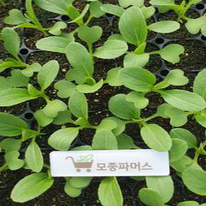 청경채모종 20(개) 모종파머스