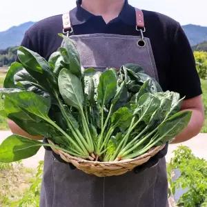 국내산 햇 시금치 2kg 4kg 내외 1박스