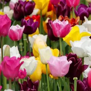 튤립 구근 20종 5구 추식 알뿌리