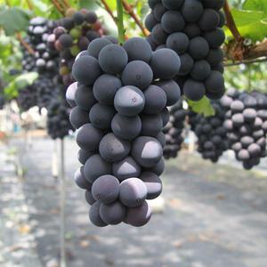 국내산 거봉포도 1kg(2-3수) 탱글탱글 큰알맹이 한송이에 달콤함 가득