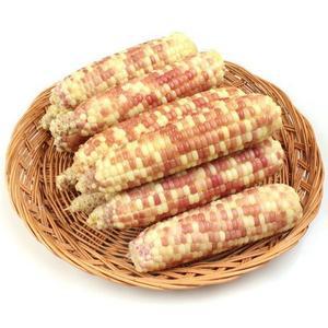 [예찬愛][자연속애] 중국산 냉동 찐 홍찰옥수수 25개(12-14cm내외)