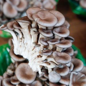 국내산 느타리버섯 3팩 600g 내외