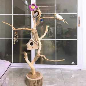 원목 새장 앵무새 횟대 나뭇가지 놀이터 스탠드형