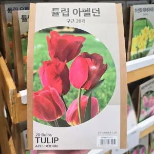 코스트코 튤립 구근 20개 5종 택 1 가을 추식 알뿌리 종자 씨앗 식물 화분 꽃 정원