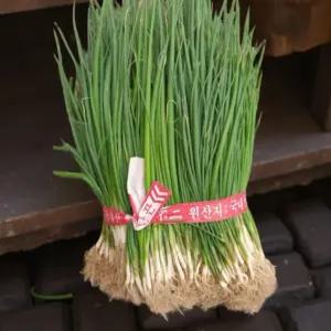 조선 대파 모종 대파키우기 텃밭 베란다 작물 야채 1kg