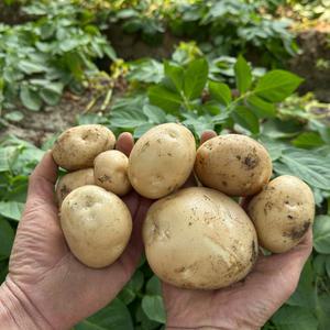 국내산 25년 햇 수미감자 3kg 대