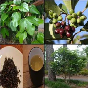 황칠나무 묘목 포트묘 50cm전후