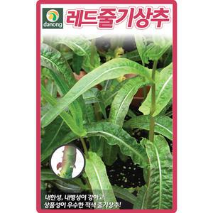 다농 레드줄기상추 씨앗 1000립 적색 궁채나물 상추씨 종자