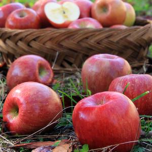 새콤달콤 햇 빨간 사과 4kg/가정용 부사 사과 못난이 특가