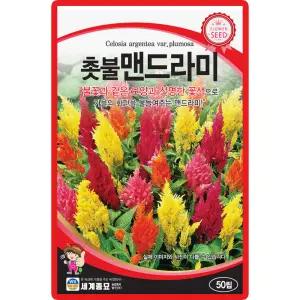 세계종묘 촛불맨드라미 씨앗 50립 맨드라미 꽃씨 종자