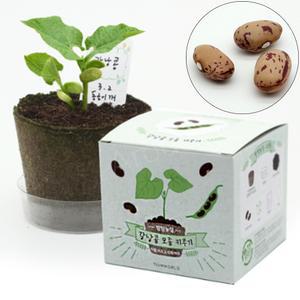 아로다 강낭콩 씨앗 키우기 키트 재배 모종 기르기 세트