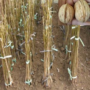 신령 왕호두나무묘목(접목2년 60-80센치) 1그루 g121