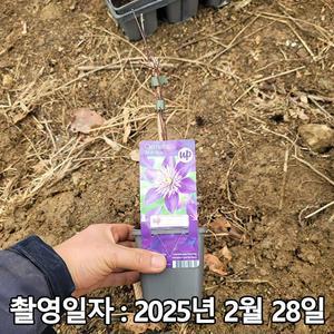 [나무생각]착한가격 나무생각 / 클레마티스(큰꽃으아리) / 멀티 블루 / P9 포트 / 개화주