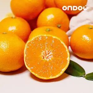 [프레she] 제주 고당도 타이벡 감귤 2.5kg 로얄과 (S-M)