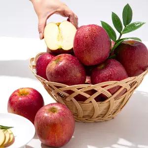 [더조은푸드] 못생겨도 맛있다 감홍 사과 못난이 꿀 사과 5kg (과수선택)