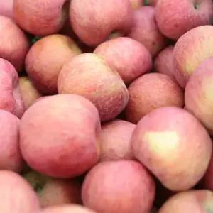 아삭 달콤한 햇 수확 청송 사과 부사 1kg