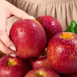 [더조은] 경북 감홍사과 못난이 3kg 15-18과