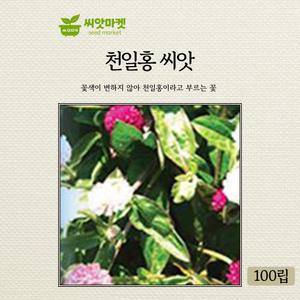 가든 천일홍 꽃씨앗 100립 일년생 꽃씨 종자