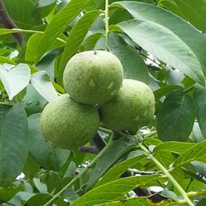 호두나무(신령)실생2년_(2주묶음)/유실수/묘목/A0199