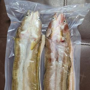 자연산반건조 바다장어 손질전 2kg전후 손질 반건조후 1kg(평균 1마리 특대)