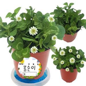네잎클로버 키우기 재배 사무실 책상 인테리어 미니 씨앗 선물 화분