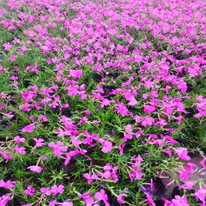 [포도밭] 꽃잔디 30개 보내드립니다 월동가능 모종 야생화