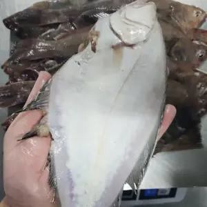 국내산 냉동 참가자미 4kg