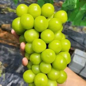 달콤한 국내산 햇 샤인머스켓 2kg (3-4수)