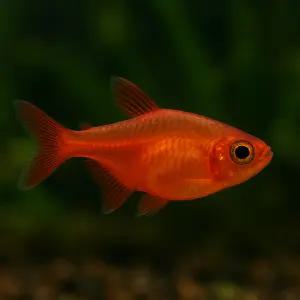 엠버테트라 10마리