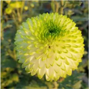 꽃모종 국화(폼폰타입)-팡팡 그린  9cm분 2개