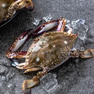 신진도 앞바다 빙장꽃게 3kg (암수 랜덤 9~15미)