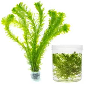 생명실험용 검정말 12촉 식물세포 엽록소관찰 재료