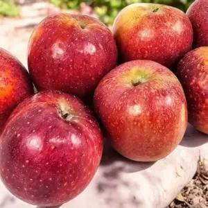 동명 최고당도 문경 감홍사과 중대과 가정용