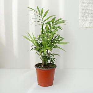 테이블야자 실내공기정화식물 먼지제거식물 수경재배