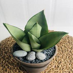 서비내 문샤인 산세베리아 유럽감성을 더하다 공기정화식물