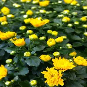 소나무길 아름드리 국화꽃 다발화분 노란국화 5097