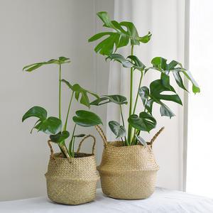 몬스테라 해초바구니 세트 2size