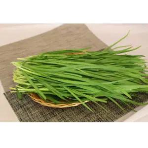 부추(특품)2kg 1박스 자연대로팜웨이