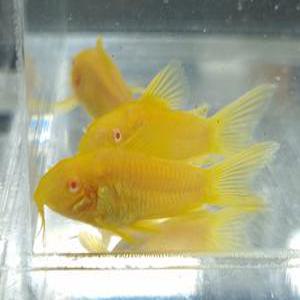 [스누피아쿠아] 알비노 골드스트라이프 코리도라스 유어 3마리