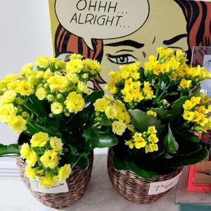 칼랑코에 칼란코에 공기정화 실내식물 화분 키우기쉬운