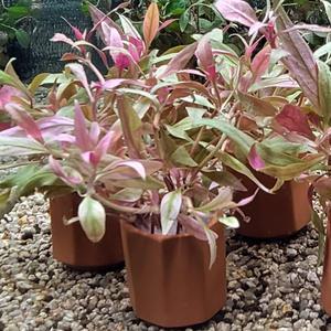 누브라 포트수초 어항 수족관 장식 구피 은신처