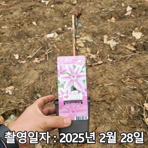 [나무생각]착한가격 나무생각 / 클레마티스(큰꽃으아리) / 넬리 모서 / P9 포트 / 개화주