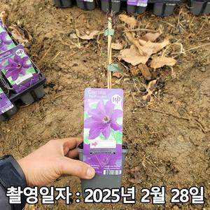 [나무생각]착한가격 나무생각 / 클레마티스(큰꽃으아리) / 더 프레지던트 / P9 포트 / 개화주